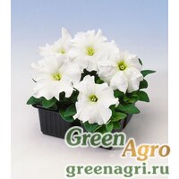 Семена Петуния крупноцветковая (Petunia grandiflora) "Tango F1" (white) pelleted 1000 шт.