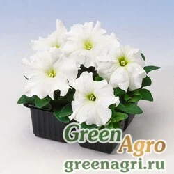 Семена Петуния крупноцветковая (Petunia grandiflora) "Tango F1" (white) pelleted 1000 шт.