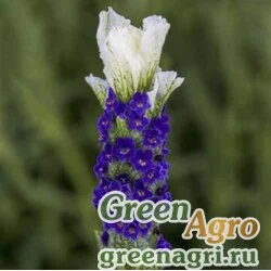 Семена Лаванда стэхадская (Lavandula stoechas) "Castilliano" (white) raw 1000 шт.