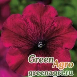 Семена Петуния крупноцветковая (генетически компактная) (Petunia grandiflora) "Duvet F1" (burgundy) pelleted 100 шт.