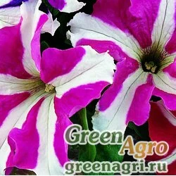Семена Петуния крупноцветковая (Petunia grandiflora) "Donna F1" (star rose & white) pelleted 1000 шт.