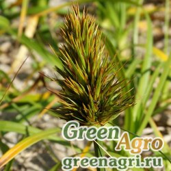 Семена Осока Кобомуги (Carex kobomugi) 3 гр.