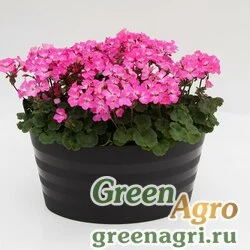 Семена Пеларгония х садовая (герань) (Pelargonium x hortorum) "Nano F1" (deep rose) raw 1000 шт.