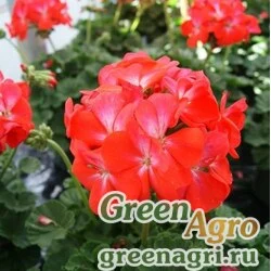 Семена Пеларгония х садовая (герань) (Pelargonium x hortorum) "Nano F1" (scarlet bicolor) raw 1000 шт.