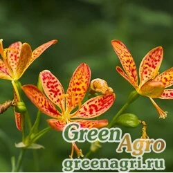 Семена Беламканда китайская (Belamcanda chinensis) 20 г