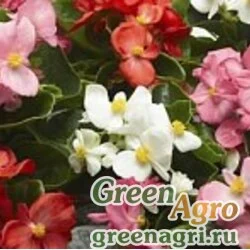 Семена Бегония вечноцветущая (зеленая листва) (Begonia semperflorens) "Varsity F1" (mix) raw 5000 шт.