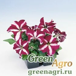 Семена Петуния крупноцветковая (Petunia grandiflora) "Tango F1" (burgundy star) raw 1000 шт.