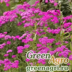Семена Тысячелистник обыкновенный (Achillea millefolium) "Cerise Queen" (Achillea millefolium) 15 гр.