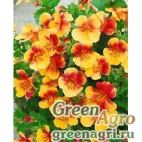 Семена Губастик гибридный (Mimulus x hybrida) "Magic F1" (yellow bicolor) raw 1000 шт.