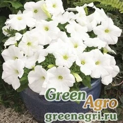 Семена Петуния крупноцветковая (Petunia grandiflora) "Storm F1" (white) raw 1000 шт.
