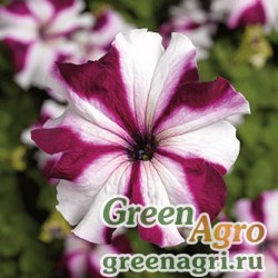Семена Петуния крупноцветковая (Petunia grandiflora) "Tritunia F1" (crimson star) pelleted 1000 шт.