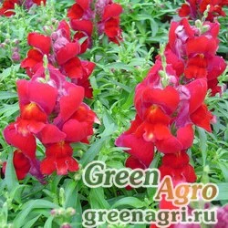 Семена Львиный зев (Антирринум) большой (Antirrhinum majus) "Snappy F1" (red) raw 1000 шт.