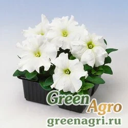 Семена Петуния крупноцветковая (Petunia grandiflora) "Tango F1" (white) raw 1000 шт.
