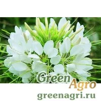Семена Клеома Хасслера (Cleome hassleriana) "Sparkler F1" (white) primed 1000 шт.