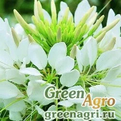 Семена Клеома Хасслера (Cleome hassleriana) "Sparkler F1" (white) primed 1000 шт.