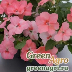 Семена Бальзамин Уоллера (Impatiens walleriana) "Balance F1" (coral) raw 1000 шт.
