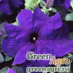 Семена Петуния крупноцветковая (Petunia grandiflora) "Tango F1" (blue) pelleted 1000 шт.