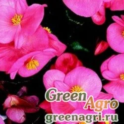 Семена Бегония вечноцветущая (зеленая листва) (Begonia semperflorens) "Varsity F1" (rose) raw 5000 шт.