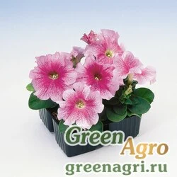 Семена Петуния крупноцветковая (Petunia grandiflora) "Tango F1" (red veined) raw 1000 шт.