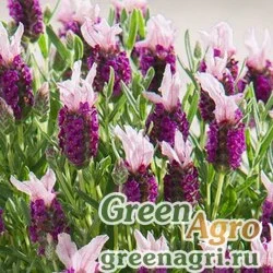 Семена Лаванда стэхадская (Lavandula stoechas) "Castilliano" (lilac) raw 1000 шт.