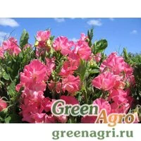 Семена Горошек душистый (Lathyrus odoratus) "Villa Roma" (pink) raw 1000 шт.