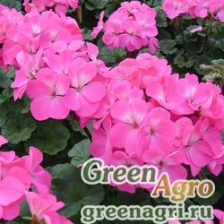 Семена Пеларгония х садовая (герань) (Pelargonium x hortorum) "Nano F1" (pink) raw 1000 шт.