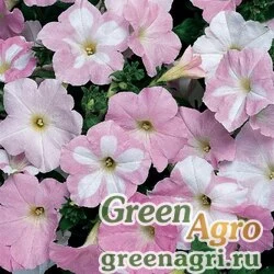 Семена Петуния ампельная гибридная (Petunia x hybrida) "Wonder Wave F1" (pearly) pelleted 100 шт.