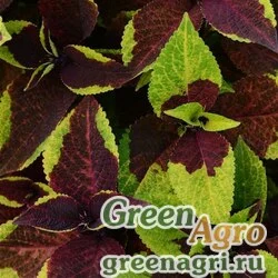 Семена Колеус гибридный (Coleus х hybrida) "Premium Sun" (pineapple surprise) pelleted 1000 шт.