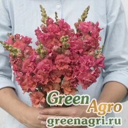 Семена Львиный зев (Антирринум) большой (Antirrhinum majus) "Madame Butterfly F1" (bronze) raw 1000 шт.