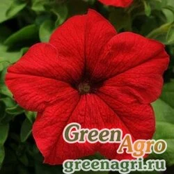 Семена Петуния крупноцветковая (генетически компактная) (Petunia grandiflora) "Ez Rider F1" (red) pelleted 1000 шт.
