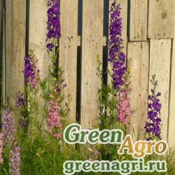 Семена Дельфиниум аяксовый гиацинтоцветковый карликовый (Delphinium ajacis) (mix) 50 гр.