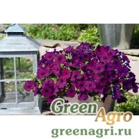 Семена Петуния ампельная гибридная (Petunia x hybrida) 