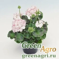 Семена Пеларгония х садовая (герань) (Pelargonium x hortorum) "Apache F1" (appleblossom) raw 100 шт.