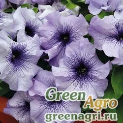 Семена Петуния крупноцветковая (генетически компактная) (Petunia grandiflora) "Limbo *GP* F1" (blue veined) pelleted 1000 шт.