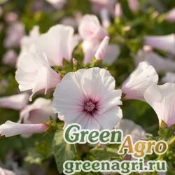 Семена Лаватера трёхмесячная (Lavatera trimestris) "Regis" (pink) 50 гр.