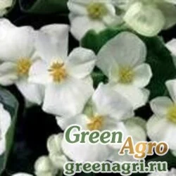 Семена Бегония вечноцветущая (зеленая листва) (Begonia semperflorens) "Varsity F1" (white) raw 5000 шт.