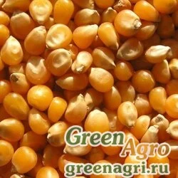 Семена Кукуруза, ЕС Зизу, 1 п.е., Bayer