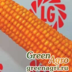 Семена Кукуруза, ААльвито, 1 п.е. 50 тыс семян, LG