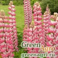 Семена Люпин Чателайн  (упак-50 гр.)