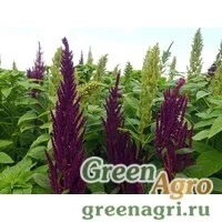 Семена Амарант темный Пигми Торч  (упак-50 гр.)