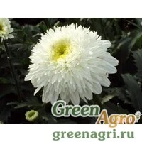Семена Нивяник махровый .  (упак-50 гр.)