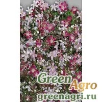 Семена Гипсофила изящная Смесь окрасок  (упак-50 гр.)