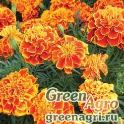 Семена Бархатцы отклоненные махровые Брокад Ред  (упак-50 гр.)