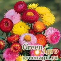 Семена Гелихризум Махровый смесь окрасок  (упак-50 гр.)