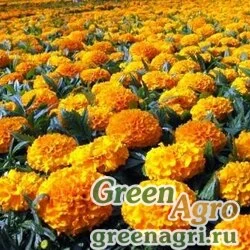 Семена Бархатцы прямостоячие низкорослые Золотисто-оранжевые  (упак-50 гр.)