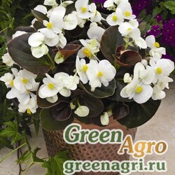 Семена Бегония вечноцветущая (бронзовая листва) (Begonia semperflorens) "Bada Boom F1" (white) pelleted 1000 шт.