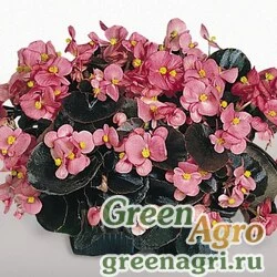 Семена Бегония вечноцветущая (бронзовая листва) (Begonia semperflorens) "Cocktail — Gin F1" (pink) raw 5000 шт.