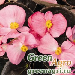 Семена Бегония вечноцветущая (бронзовая листва) (Begonia semperflorens) "Bada Boom F1" (pink) Pelleted 1000 шт.