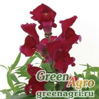 Семена Львиный зев (Антирринум) большой (Antirrhinum majus) 