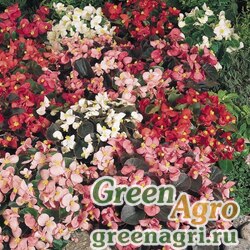 Семена Бегония вечноцветущая (зеленая и бронзовая листва) (Begonia semperflorens) "Organdy F1" (mix) pelleted 1000 шт.